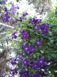 Clematis flowers at clothesline