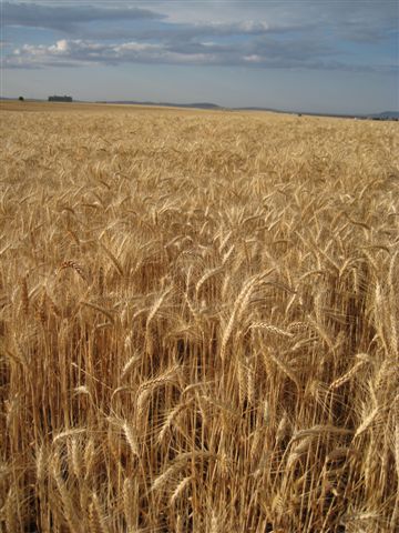 http://dogbarkpark.files.wordpress.com/2010/08/wheat-field-right-before-harvest.jpg